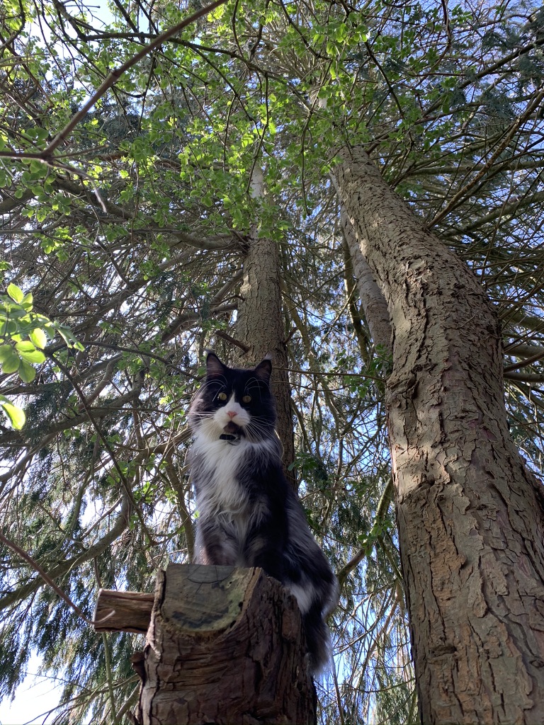 Hobbes the Maine Coon